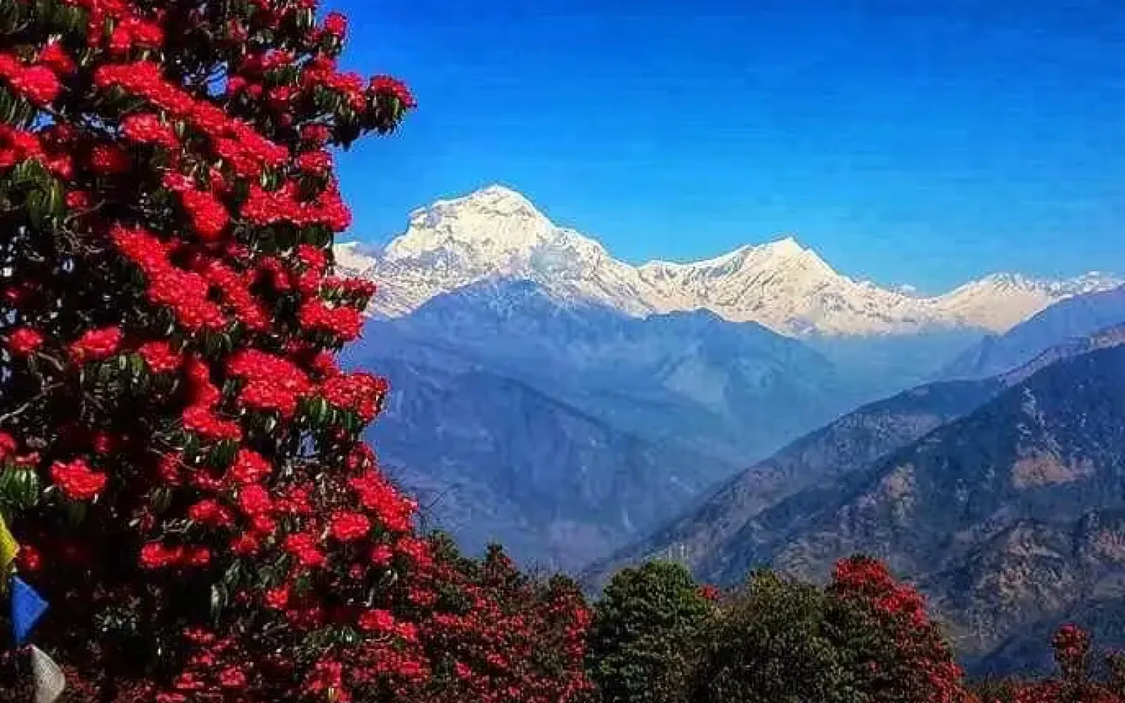 Spring Season in Nepal Travel Guide