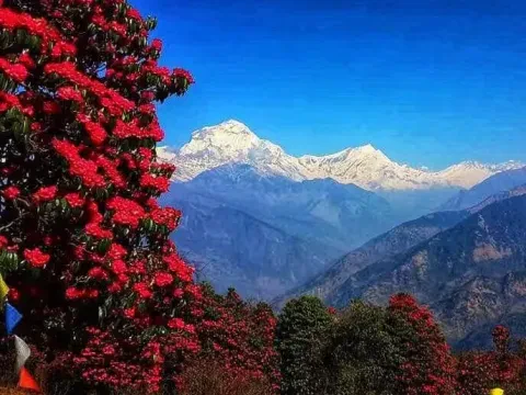 Spring Season in Nepal Travel Guide