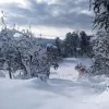 Nibor