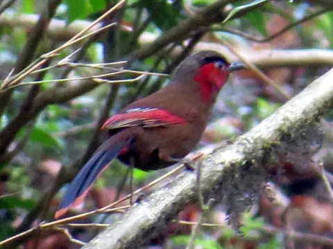 Bird Watching in Nepal
