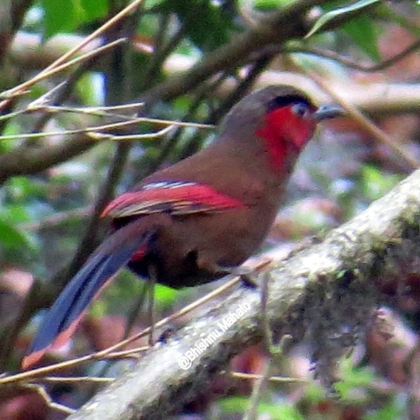 Bird Watching in Nepal